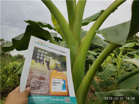 葉面肥，微生物菌劑，硼肥，水溶肥