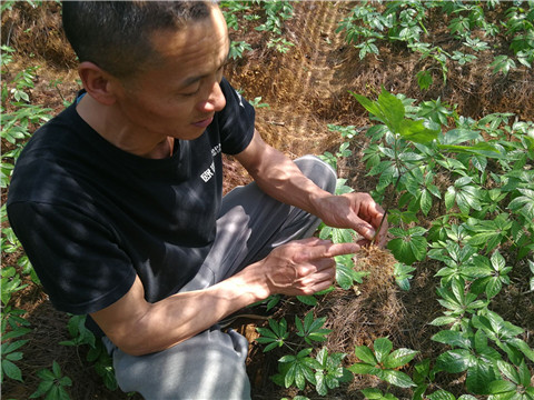 微生物菌劑，翠姆，拉姆拉