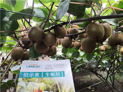 微生物菌劑，生根劑，伯示麥，拉姆拉