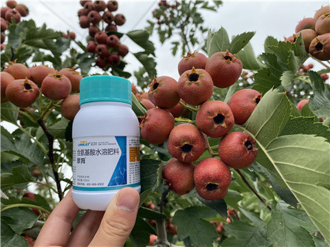 葉面肥，拉姆拉，翠姆