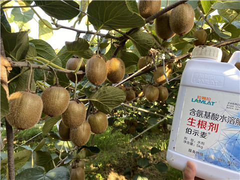 進(jìn)口水溶肥，拉姆拉，伯示麥