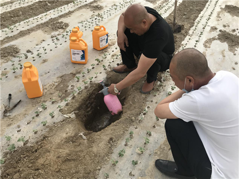 棉花，水溶肥，拉姆拉，翠姆