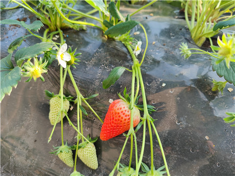 微生物菌劑，拉姆拉，翠姆