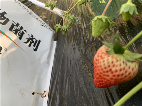 微生物菌劑，拉姆拉，翠姆