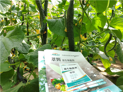 水溶肥，拉姆拉，翠姆