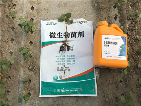 葉面肥，拉姆拉，翠姆