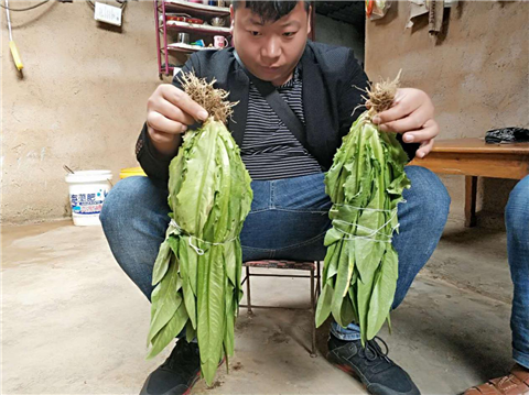 水溶肥，拉姆拉，翠姆