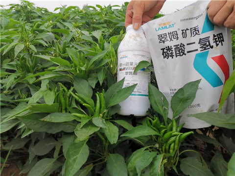 水溶肥，拉姆拉，翠姆