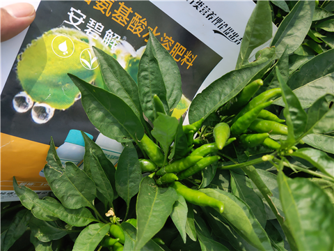 水溶肥，拉姆拉，翠姆