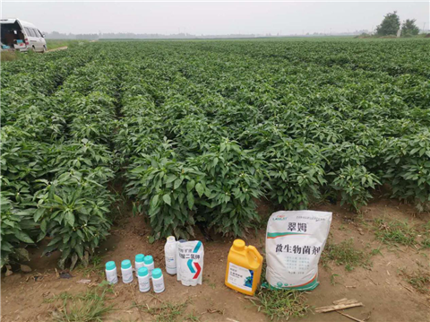 水溶肥，拉姆拉，翠姆