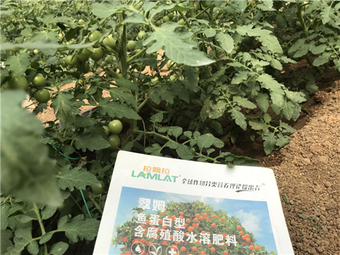 水溶肥，拉姆拉，翠姆