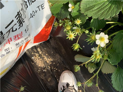 水溶肥，拉姆拉，翠姆