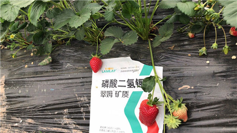磷酸二氫鉀，拉姆拉，翠姆