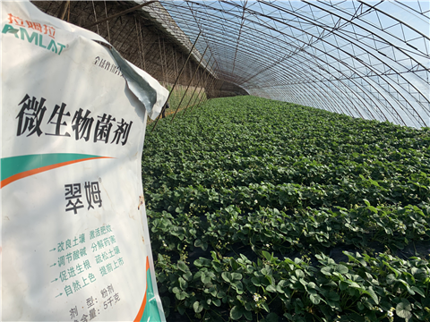 水溶肥，拉姆拉，翠姆