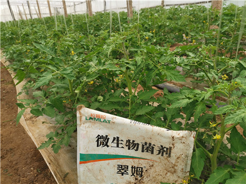 微生物菌劑，翠姆，拉姆拉