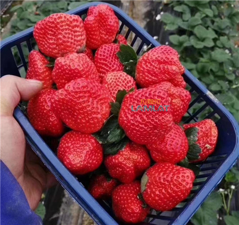 鈣肥，翠姆，拉姆拉