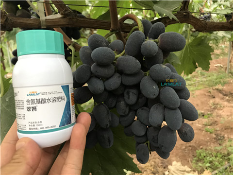 鈣肥，翠姆，拉姆拉