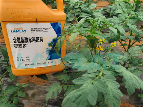 水溶肥，翠姆，拉姆拉