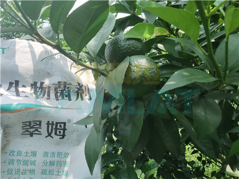 微生物菌劑，翠姆，拉姆拉