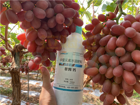 鈣肥，拉姆拉，翠姆