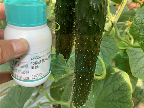 水溶肥，拉姆拉，翠姆