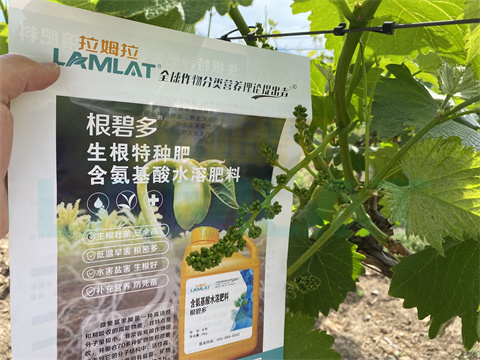水溶肥，拉姆拉，翠姆