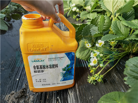 水溶肥，拉姆拉，翠姆