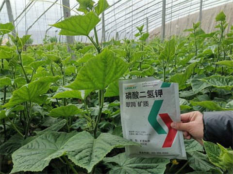 水溶肥，翠姆，拉姆拉
