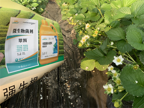 水溶肥價格，翠姆，草莓水溶肥