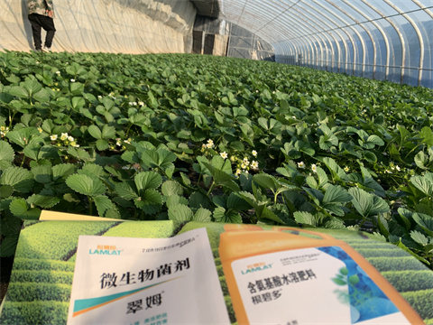 水溶肥價格，翠姆，草莓水溶肥