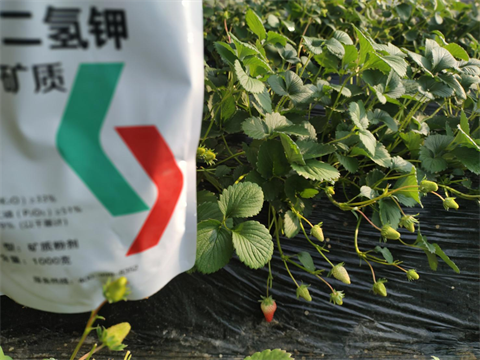 葉面肥廠(chǎng)家,翠姆水溶肥,礦質(zhì)磷酸二氫鉀